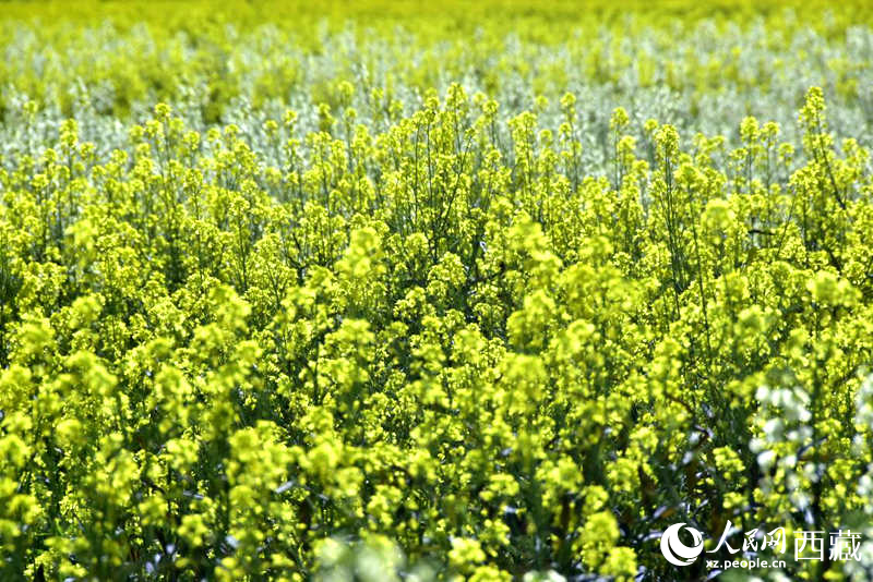 盛開(kāi)的小油菜花。人民網(wǎng) 李海霞攝