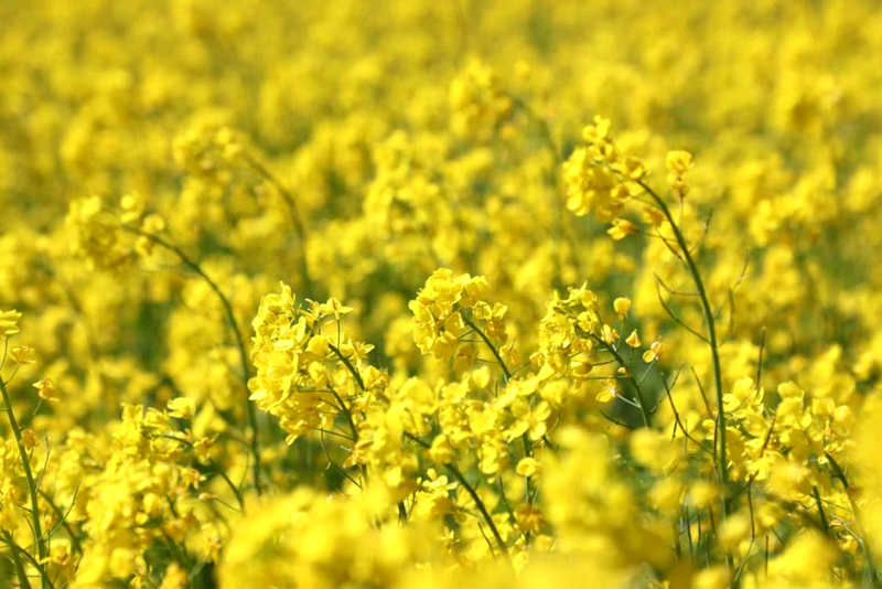 油菜花盛開(kāi)。洛克攝