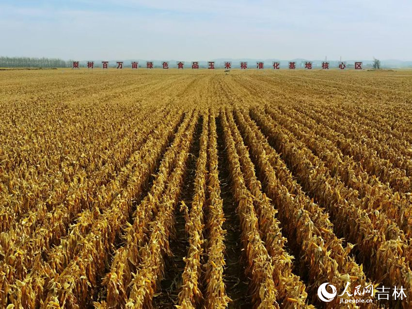 吉林黑土地上糧滿倉（資料圖片）。人民網(wǎng)記者 王海躍攝