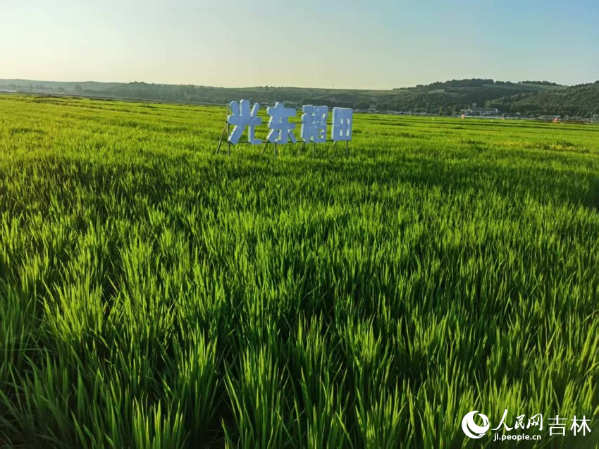 光東村稻田風(fēng)景美如畫（資料圖片）。人民網(wǎng)記者 王海躍攝