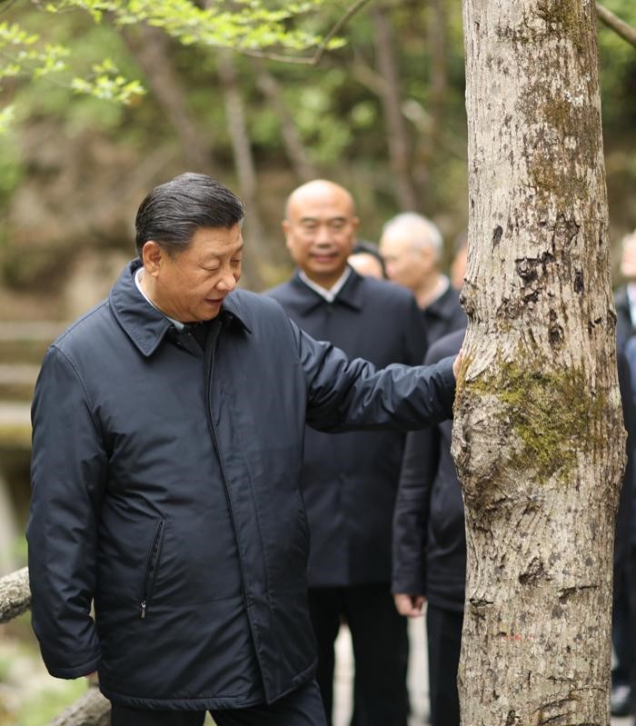 2020年4月20日，中共中央總書記、國家主席、中央軍委主席習(xí)近平在陜西考察調(diào)研。這是習(xí)近平在位于商洛市柞水縣的秦嶺牛背梁國家級自然保護區(qū)，考察秦嶺生態(tài)保護情況。 新華社記者 鞠鵬 攝