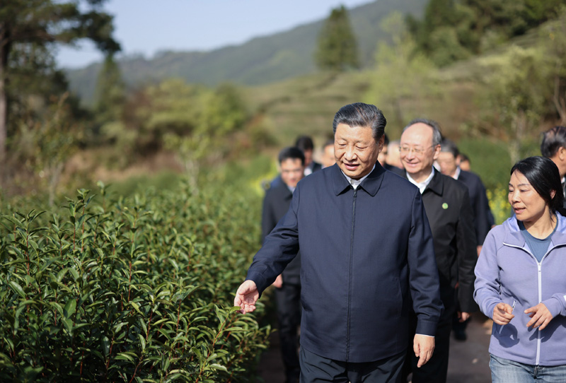 2021年3月22日下午，習近平在福建省南平市武夷山市星村鎮(zhèn)燕子窠生態(tài)茶園，察看春茶長勢，了解當?shù)夭璁a業(yè)發(fā)展情況。