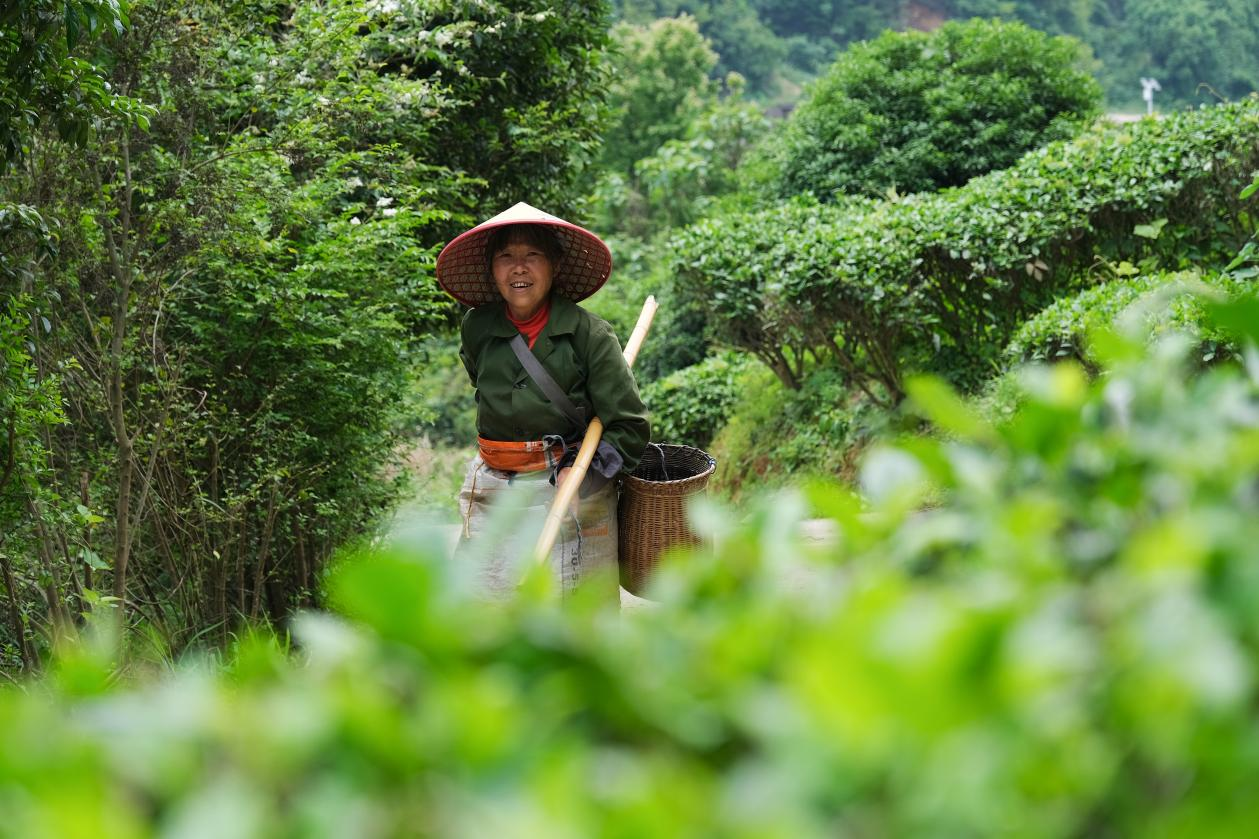 2024年4月24日，湖南省衡陽市耒陽市龍?zhí)伶?zhèn)江頭貢茶葉種植專業(yè)合作社，村民在茶山采摘茶葉，實現(xiàn)了家門口就業(yè)。