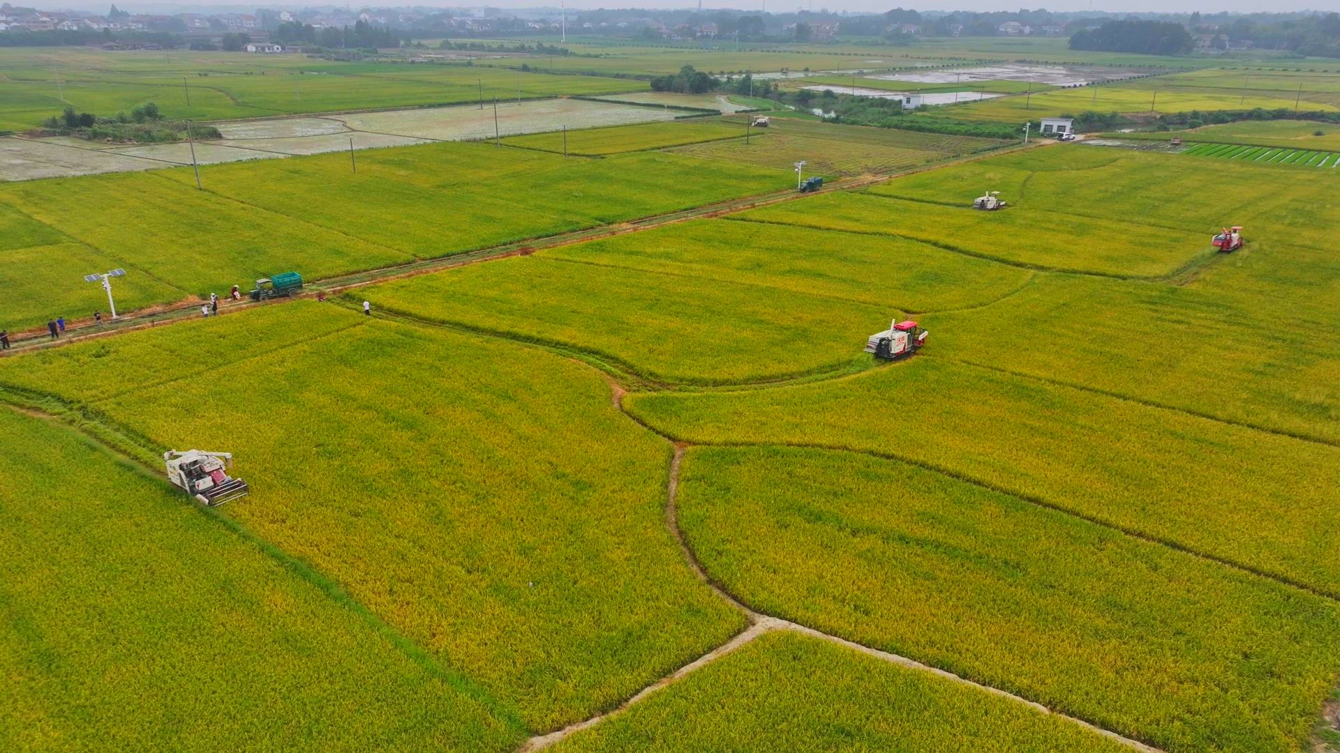 數(shù)臺收割機(jī)同時(shí)作業(yè)。常德市鼎城區(qū)融媒體中心供圖