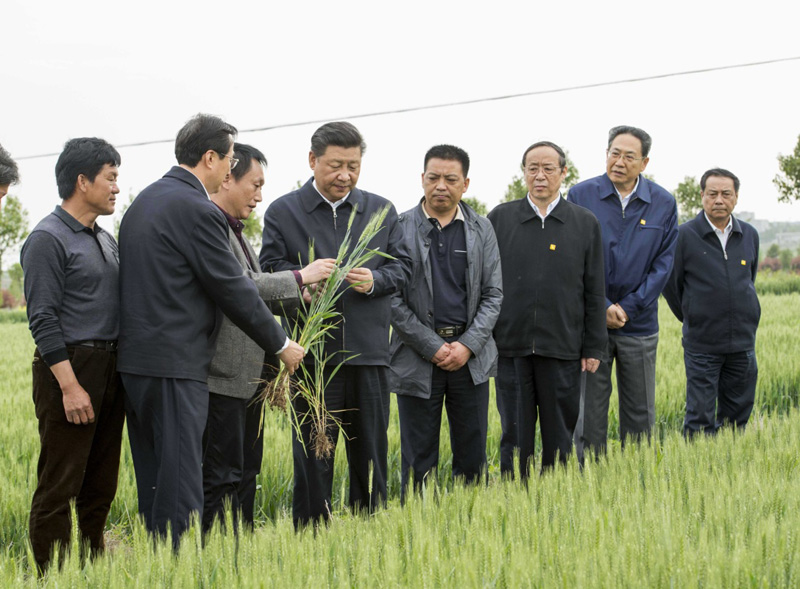 2016年4月25日下午，習(xí)近平在安徽滁州市鳳陽(yáng)縣小崗村察看小麥長(zhǎng)勢(shì)。左一為種糧大戶程夕兵。新華社記者 李學(xué)仁 攝