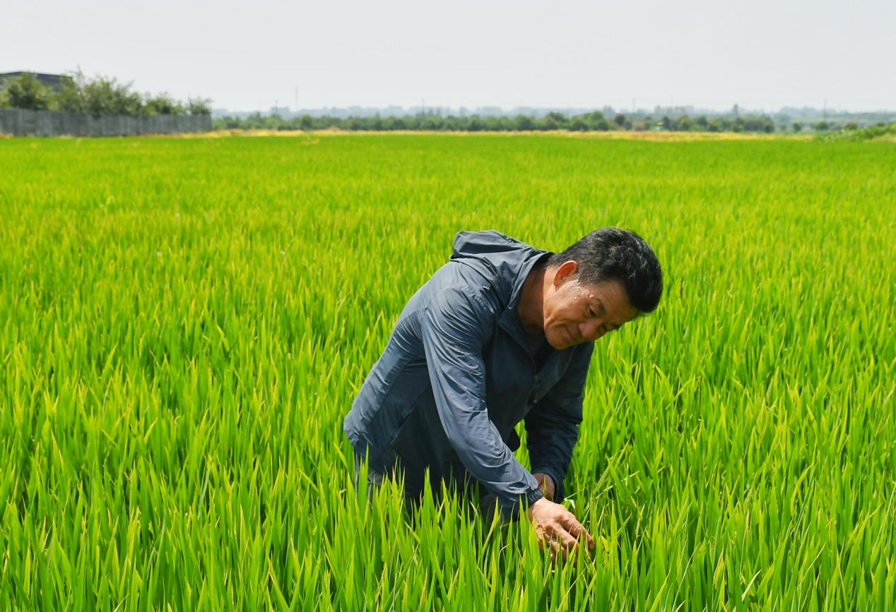 程夕兵在農(nóng)田里檢查水稻種植情況。人民網(wǎng)記者 周坤 攝