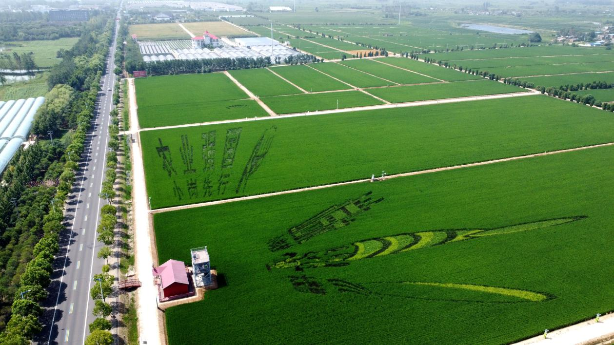 俯瞰小崗村高標(biāo)準(zhǔn)農(nóng)田。鳳陽(yáng)縣委宣傳部供圖