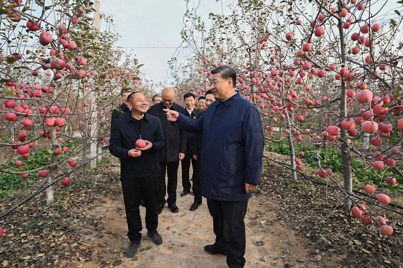 2022年10月26日，習(xí)近平總書記在陜西省延安市安塞區(qū)高橋鎮(zhèn)南溝村的蘋果園里同老鄉(xiāng)們親切交流。