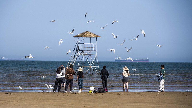 2024年5月12日，河北秦皇島，北戴河鴿子窩公園成群海鷗在天空中自由翱翔，與大海、藍天構成了一幅美麗的畫卷。