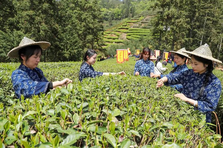 2025年4月13日，福建武夷山市星村鎮(zhèn)朝陽村茶農(nóng)在生態(tài)茶園展示采茶。新華社發(fā)（邱汝泉 攝）