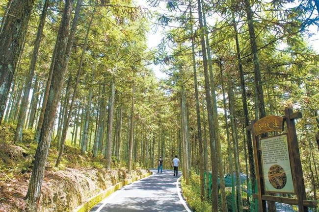 福建周寧縣黃振芳家庭林場(chǎng)。（圖源：央視新聞）