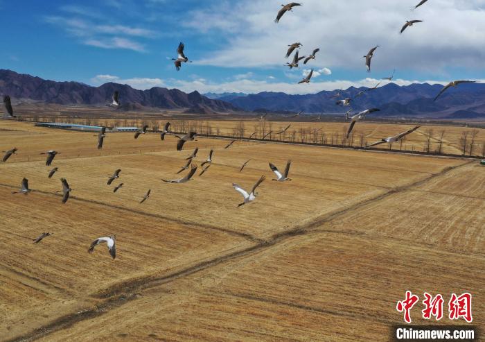 圖為黑頸鶴在拉薩市林周縣境內飛翔。　貢嘎來松 攝