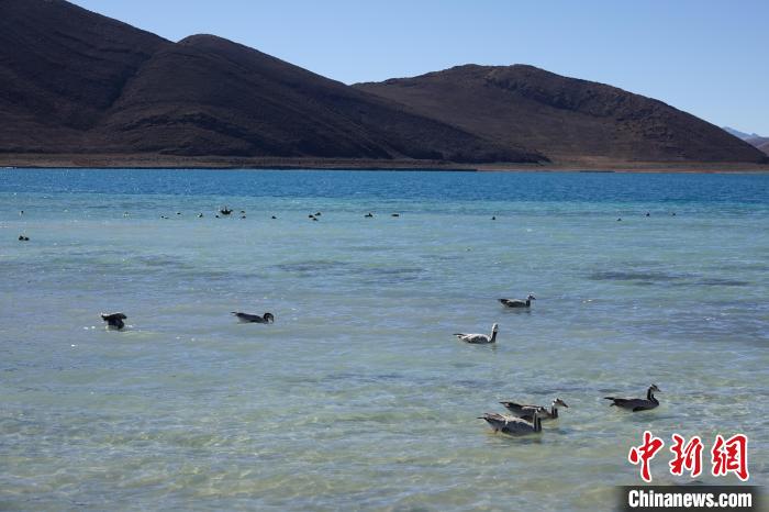 圖為過冬的候鳥在羊湖游弋?！∪轿木?攝