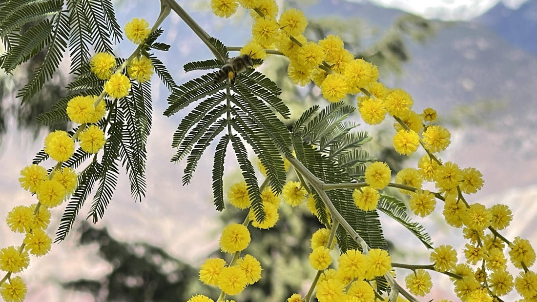 蜜蜂在金合歡花枝上休憩。