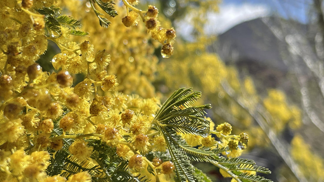 清晨帶著露珠的金合歡花。