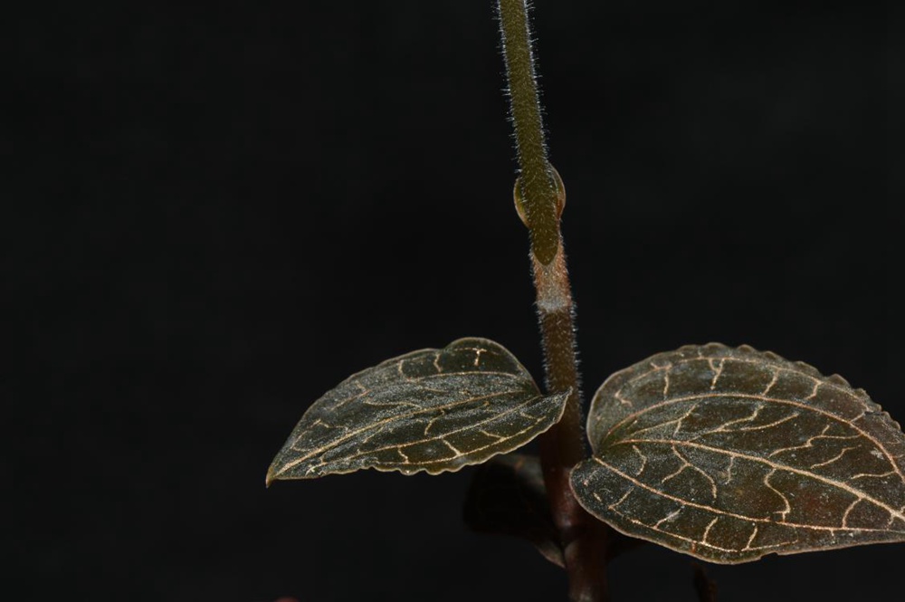 墨脫金線蘭。金效華攝