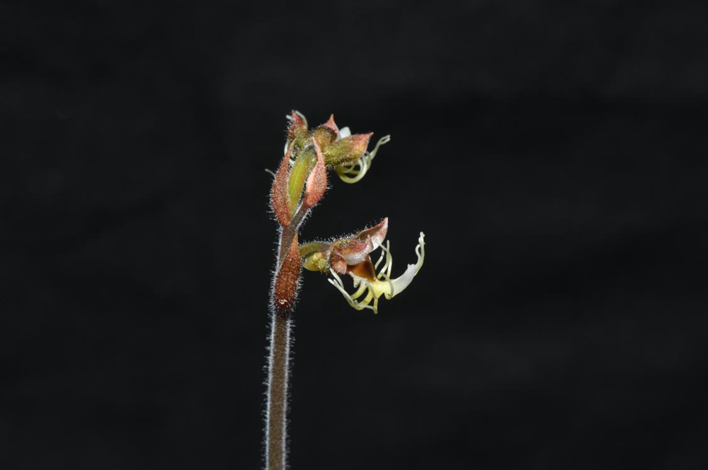 墨脫金線蘭。金效華攝