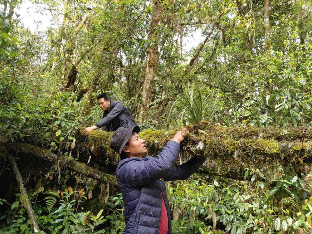 蘭花歸野。圖片由山水自然保護(hù)中心提供