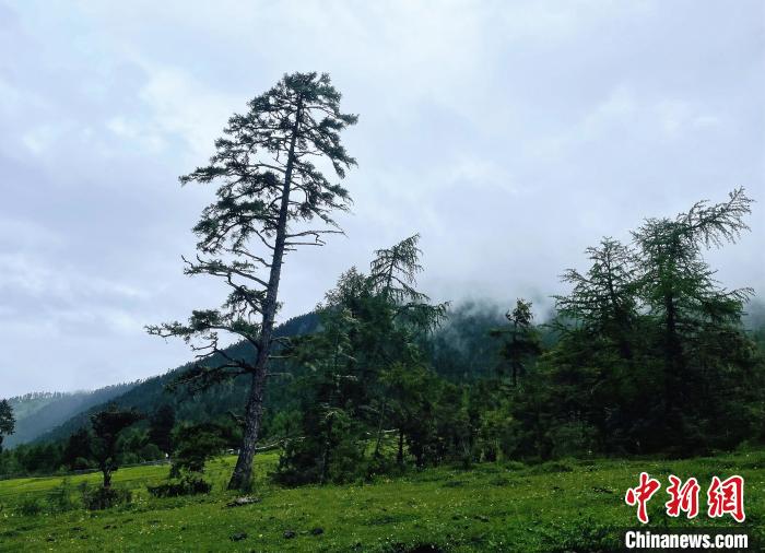 6月10日，魯朗小鎮(zhèn)高山牧場景區(qū)風(fēng)光?！∪轿木?攝