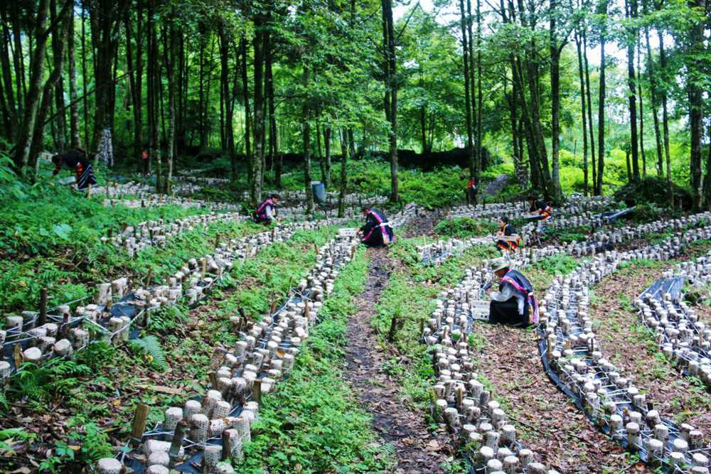 木耳種植基地。次仁央宗攝