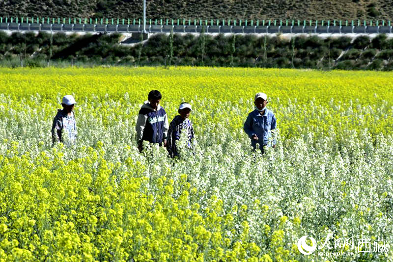 小孩在油菜花田嬉戲。人民網(wǎng) 李海霞攝