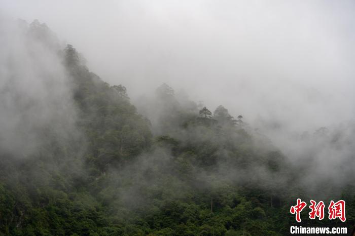 雨后勒布溝的云霧?！〗w波 攝