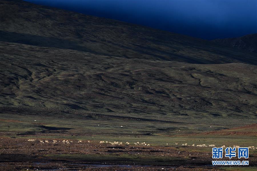 （圖文互動(dòng)）（3）可可西里加強(qiáng)保護(hù) 十多年未聞盜獵槍聲