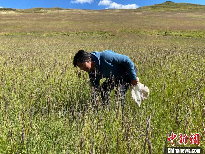 圖為多智正在自家牧場中撿垃圾。　李江寧 攝