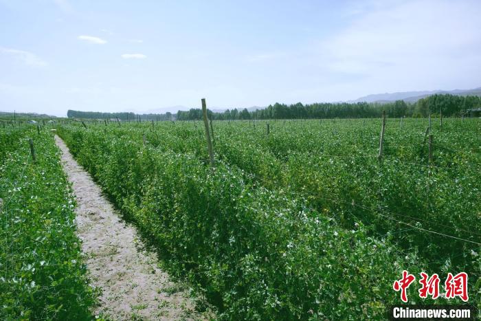 天?？h高原綠色(有機)蔬菜基地種植的食用莢豆?！￡I道華 攝