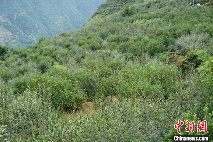 黃草坪村蘋果基地。　祝歡 攝