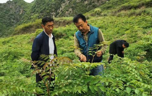 圖為張金利調(diào)研適合阿拉村種植的農(nóng)作物，經(jīng)過不斷改良技術(shù)后，產(chǎn)量大大提高。(資料圖)甘肅省水利廳供圖