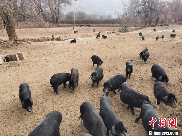 圖為藏香豬?！∑钤鲚?攝