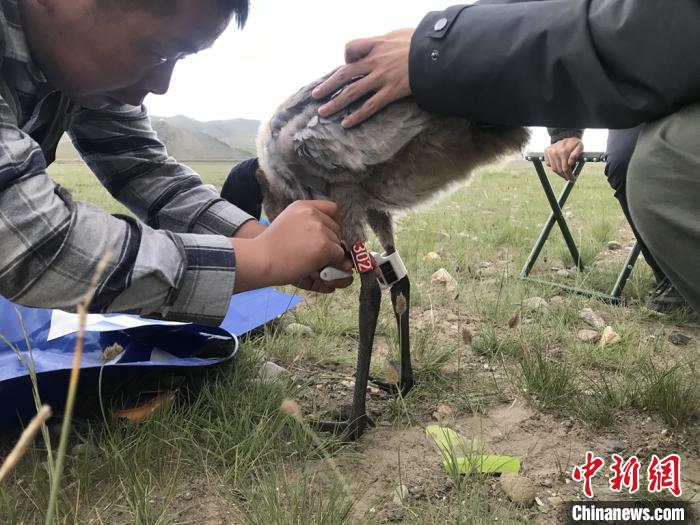圖為研究人員為黑頸鶴佩戴GPS跟蹤設(shè)備。祁連山國家公園青海省管理局供圖