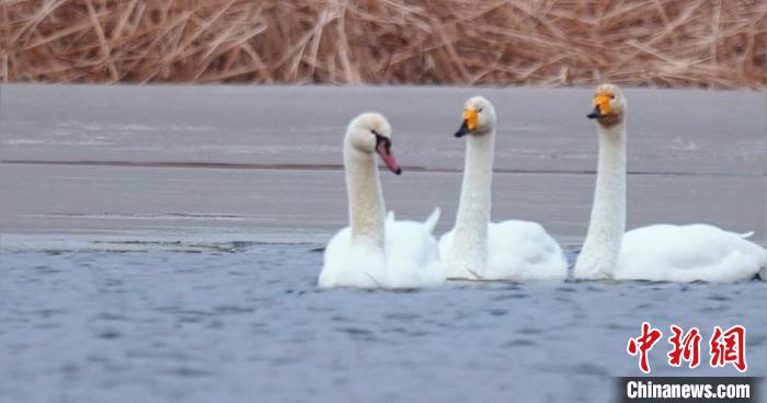 圖為疣鼻天鵝與大天鵝。　青海國家公園觀鳥協(xié)會供圖 攝