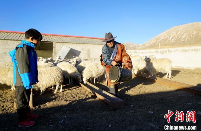 圖為哇保和孫子正在喂羊?！〔彭?xiàng)什姐 攝