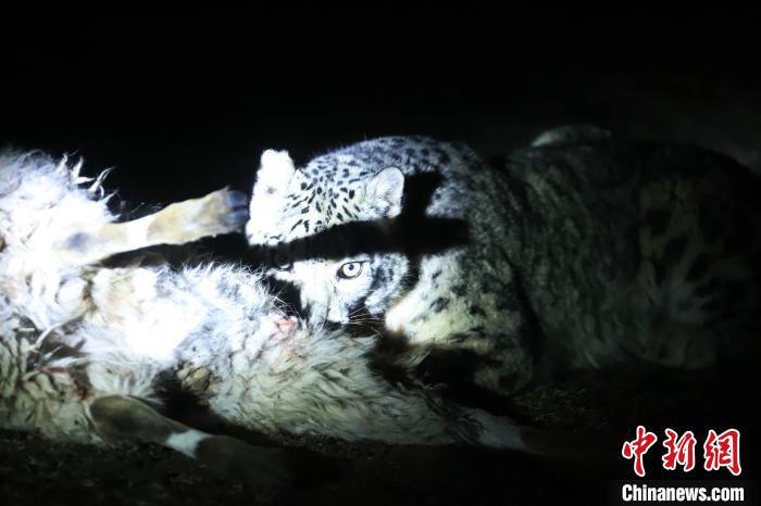 長(zhǎng)江源、瀾滄江源啟動(dòng)旗艦物種雪豹及棲息地保護(hù)項(xiàng)目