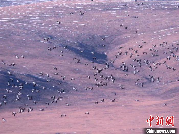 圖為黑頸鶴翔集于青海嘉塘草原上。　青海省玉樹藏族自治州稱多縣委宣傳部供圖