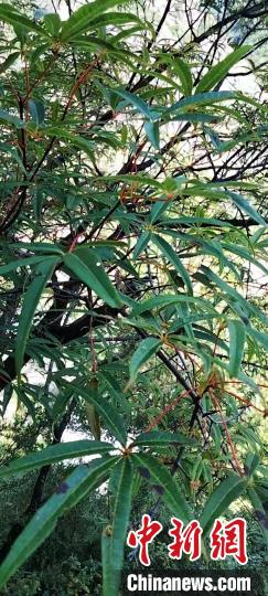 被稱為植物界“大熊貓”的五小葉槭植物?！】刀ㄊ形麄鞑抗﹫D