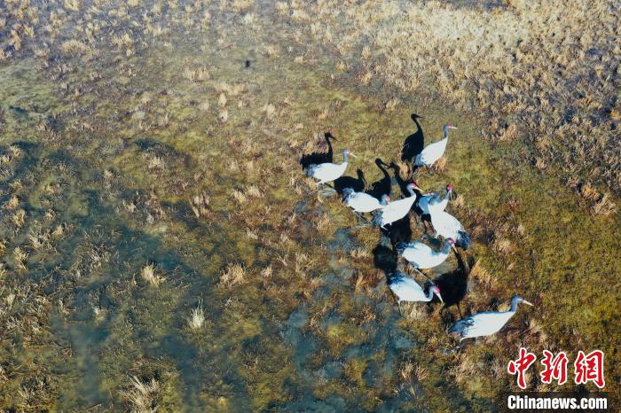 圖為黑頸鶴群在濕地中曬太陽(yáng)?！】姥?攝