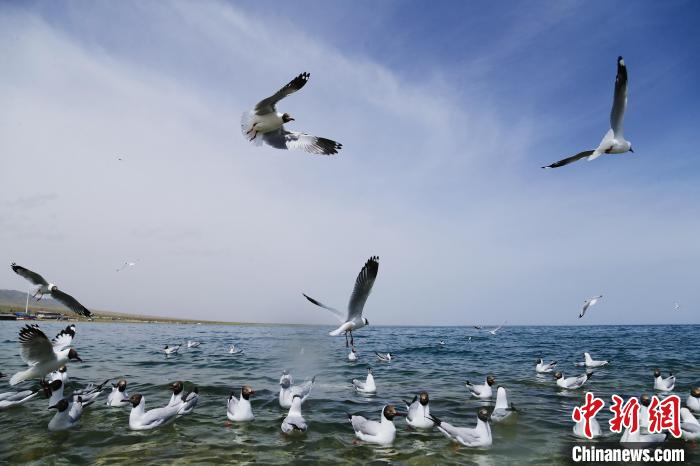 圖為水鳥(niǎo)在青海湖飛翔?！●R銘言 攝