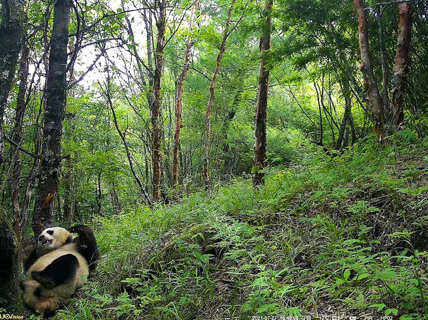 紅外相機(jī)拍攝到的野生大熊貓。平武縣融媒體中心供圖