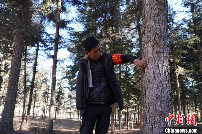 圖為桑杰加檢查林場樹木是否有病蟲害。　馬銘言 攝