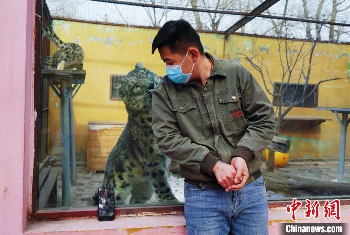 圖為雪豹“奶爸”史壽軍直播休息時與雪豹互動?！●R銘言 攝