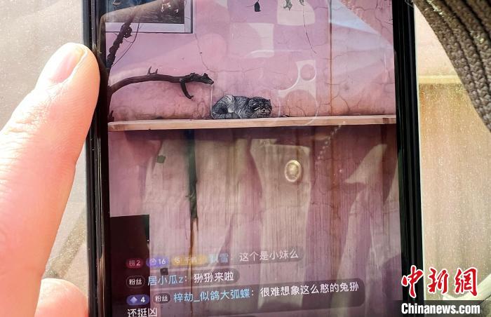 圖為雪豹“奶爸”史壽軍正在直播?！●R銘言 攝