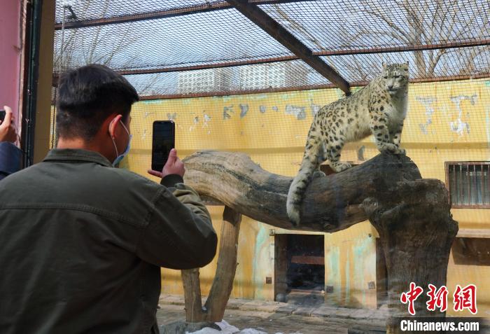 圖為雪豹“奶爸”史壽軍正在直播?！●R銘言 攝
