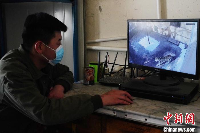 圖為雪豹“奶爸”史壽軍通過監(jiān)控察看雪豹情況?！●R銘言 攝