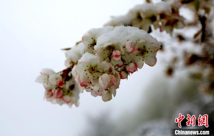 花兒被冰雪覆蓋?！±钣腊?　攝