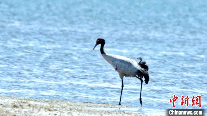圖為黑頸鶴在青海湖畔散步?！《砣詹囟?攝