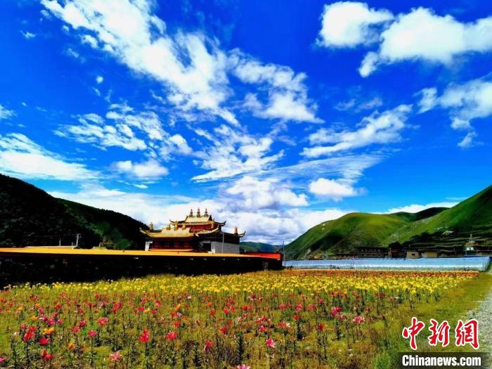 近百畝百合花競相開放，景色誘人。　壤塘縣委宣傳部供圖