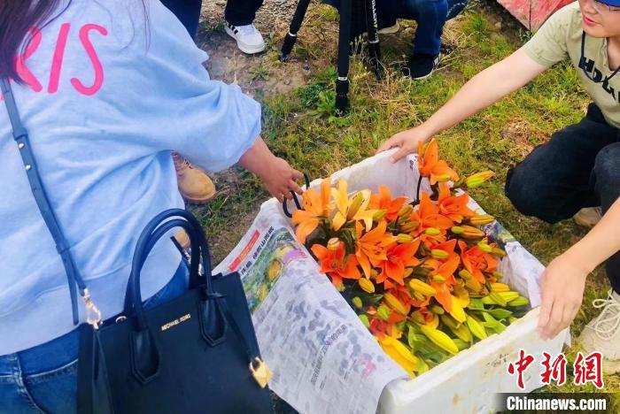 村民采摘百合花?！∪捞量h委宣傳部供圖